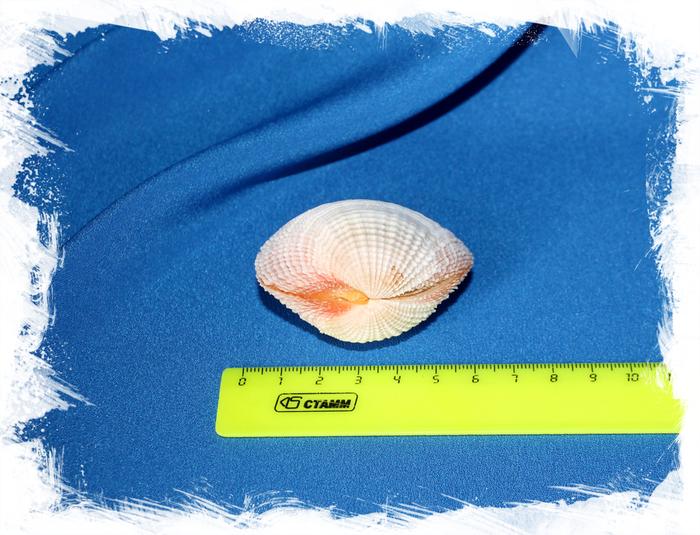 Ракушка Люцина корзинка, basket lucina