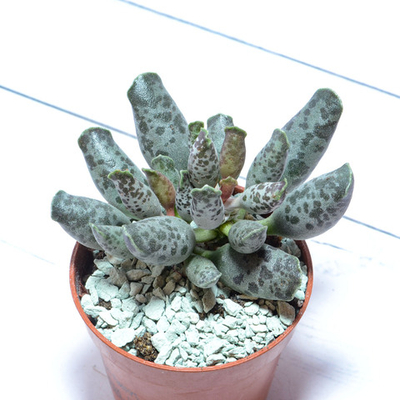 Adromischus Festivus grey (Адромискус)