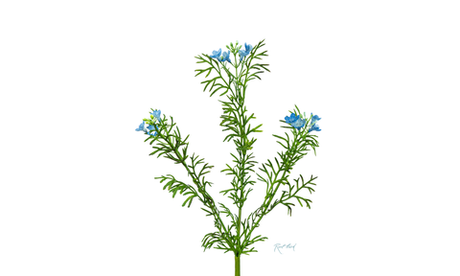 Лапчатка - Голубой