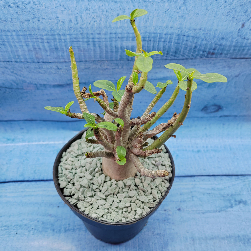 Adenium Baobab (Адениум)