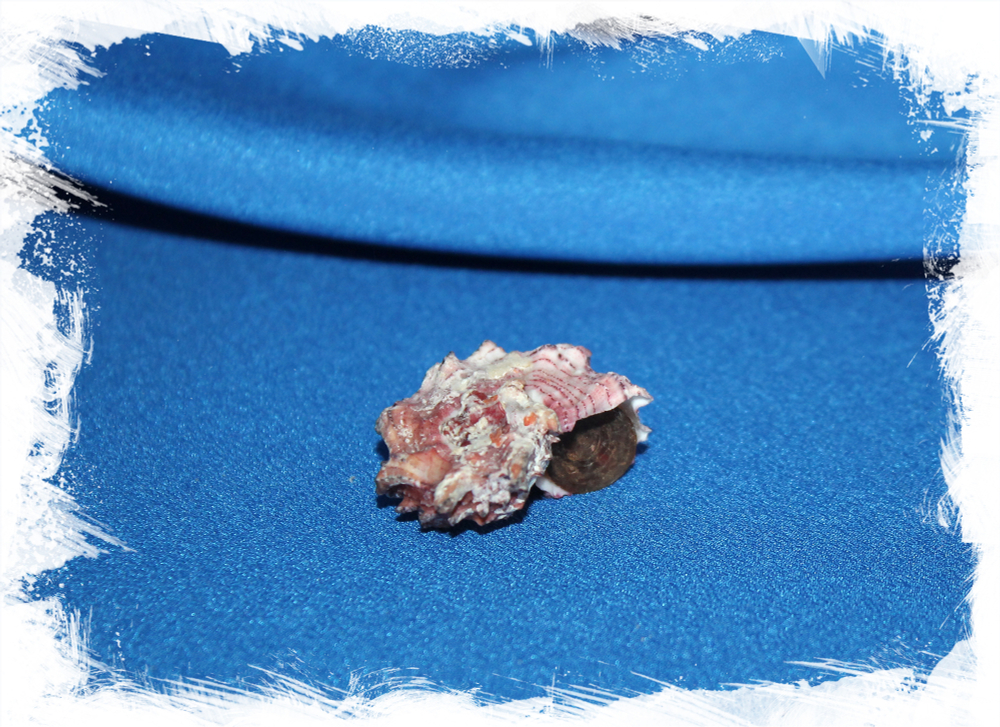 Раковина Angaria nodosa, Ангария нодоса