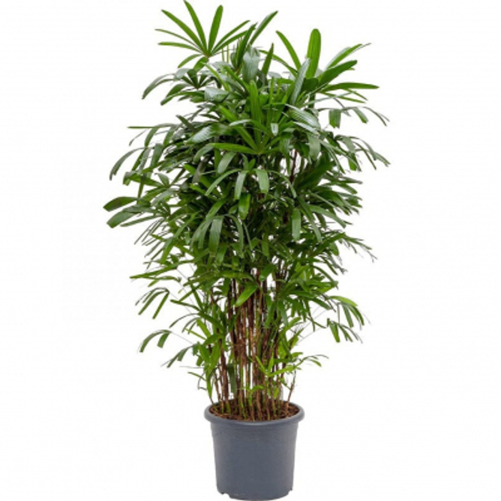 Рапис Orangery rhapis excelsa 35/180