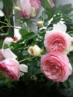 Роза плетистая Наэма