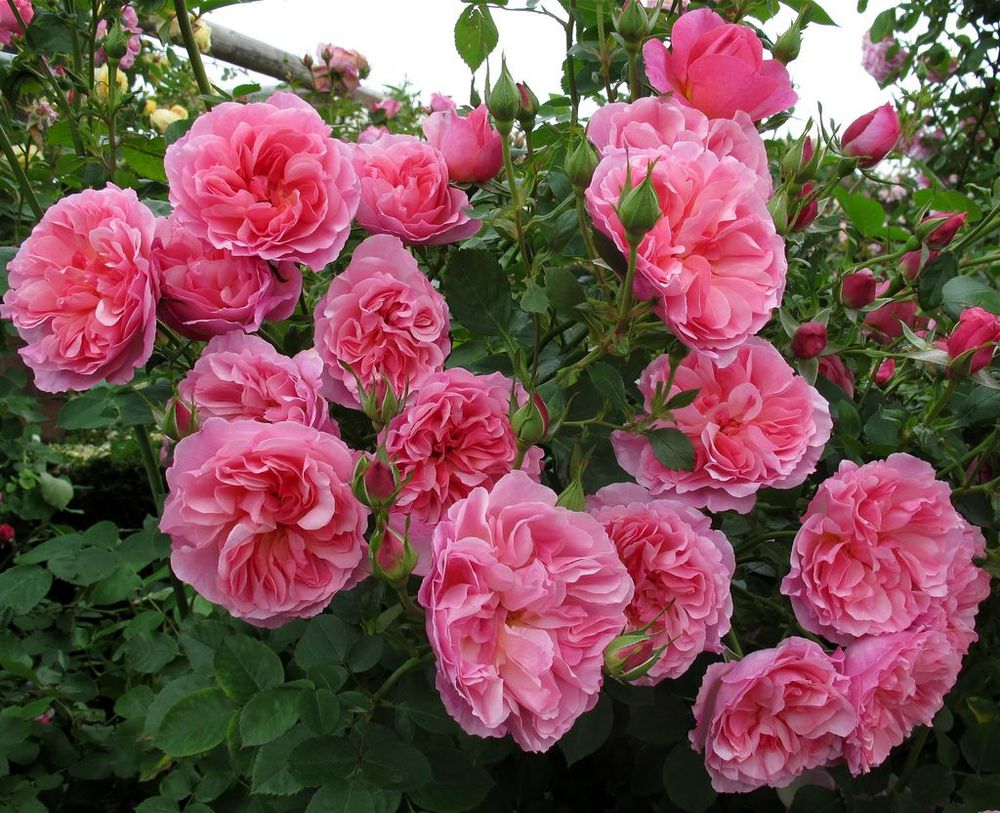 Хайд Холл (Hyde Hall)