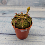 Gymnocalycium Friedrichii (Гимнокалициум)