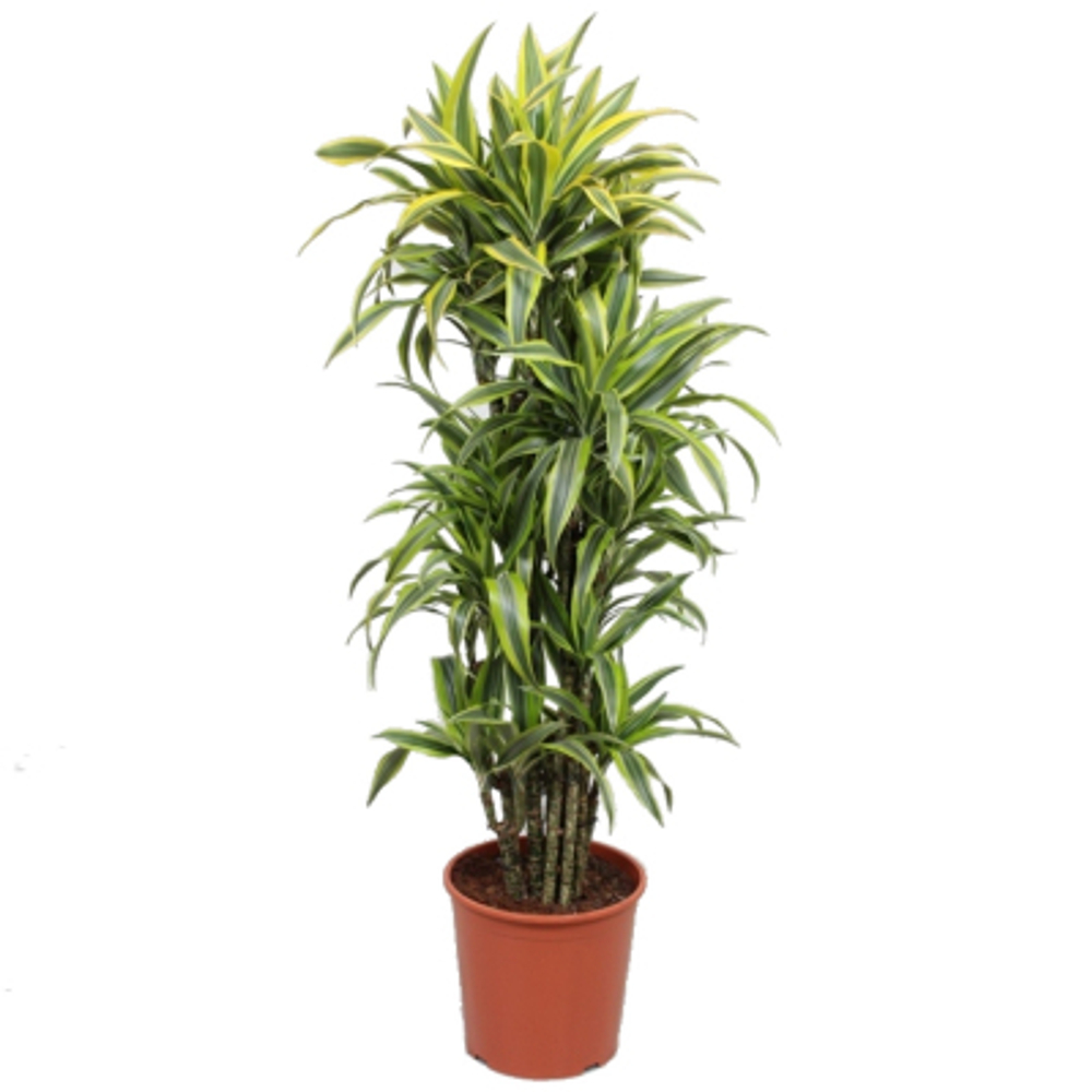 Драцена Orangery drac.fr.lemon lime 27/110 vert