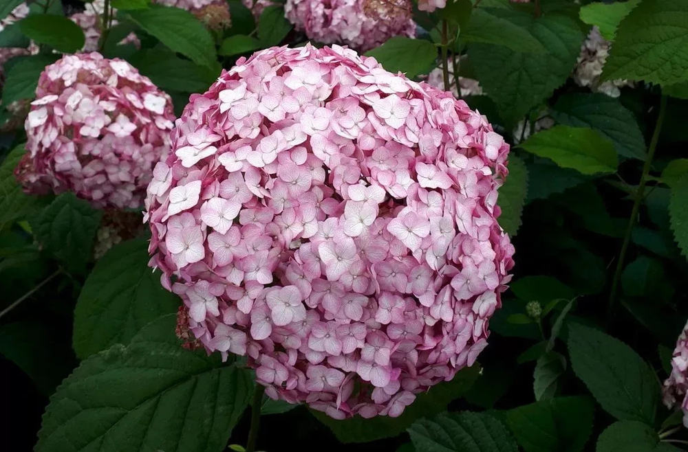 Candybelle Bubblegum («Баблгам») —  древовидная гортензия  Р9