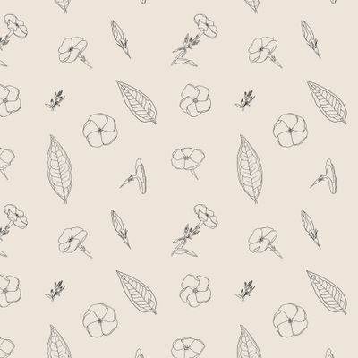 Цветы флокса, минималистичная графика на бежевом