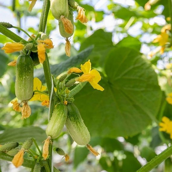 Квирк F1 семена огурца партенокарпического (Rijk Zwaan / ALEXAGRO) культура