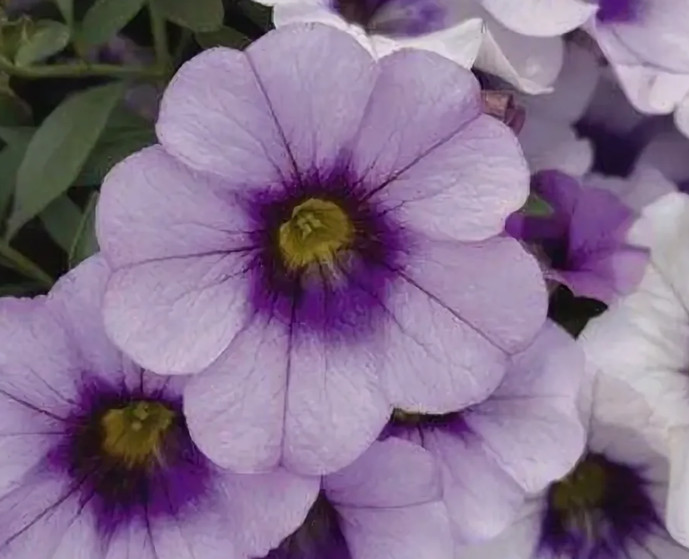 ЕВРО Калибрахоа Lavandula Cheesecake укорененный черенок ОКС