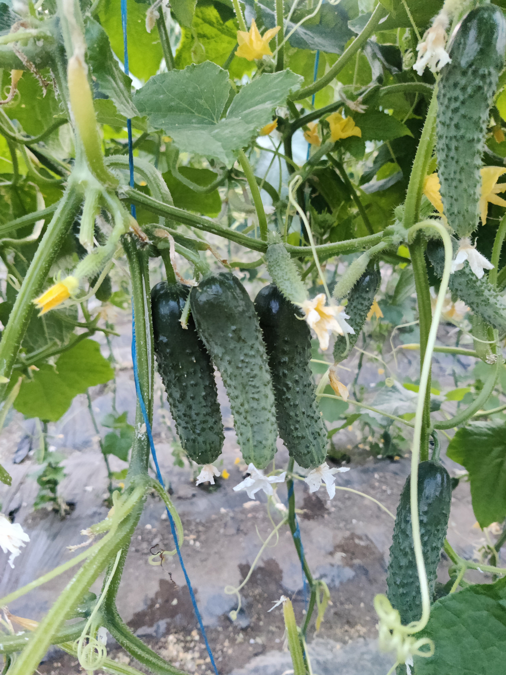 Вятич F1 семена огурца партенокарпического ( Yuksel Tohum / )