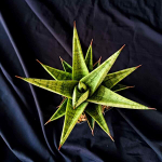 Сансевиерия APOLLO