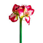 Цветок AMARYLLIS цвет фуксии