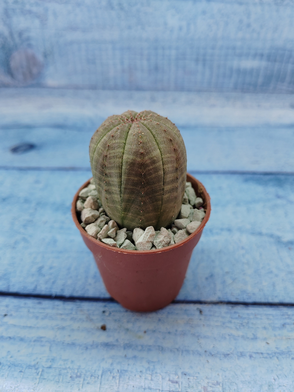 Euphoria Obesa (Эуфорбия)