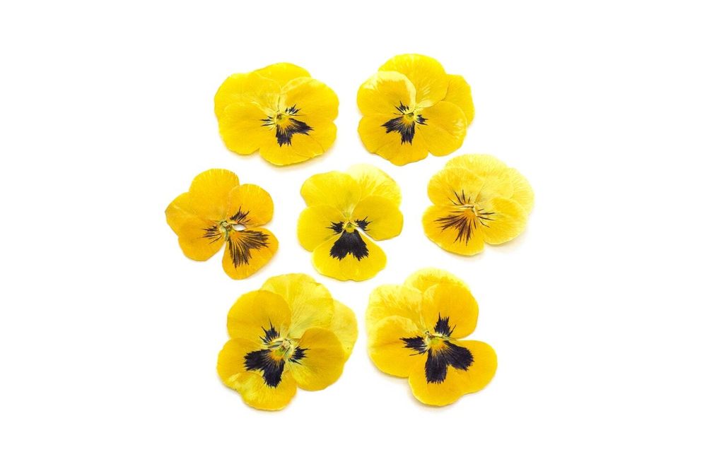Виола обезвоженная Juicy mango — плоский цветок, 10 шт