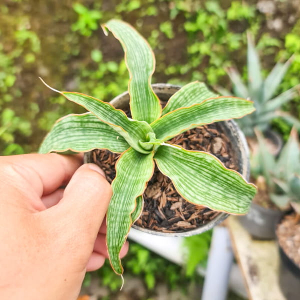 Сансевиерия LAYLI