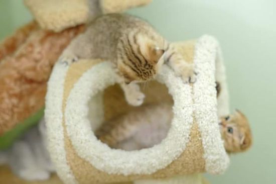 Дом для кошки И-18