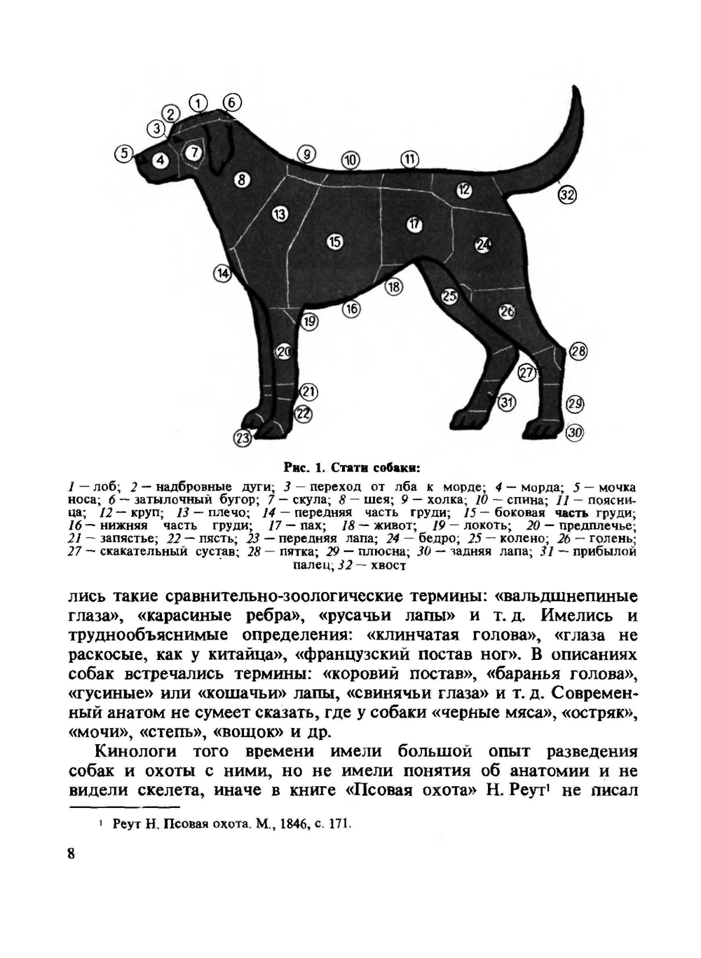 Охотничьи собаки | А.П. Мазовер