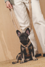 Шлейка "Пони-Компаньони" Бежевый