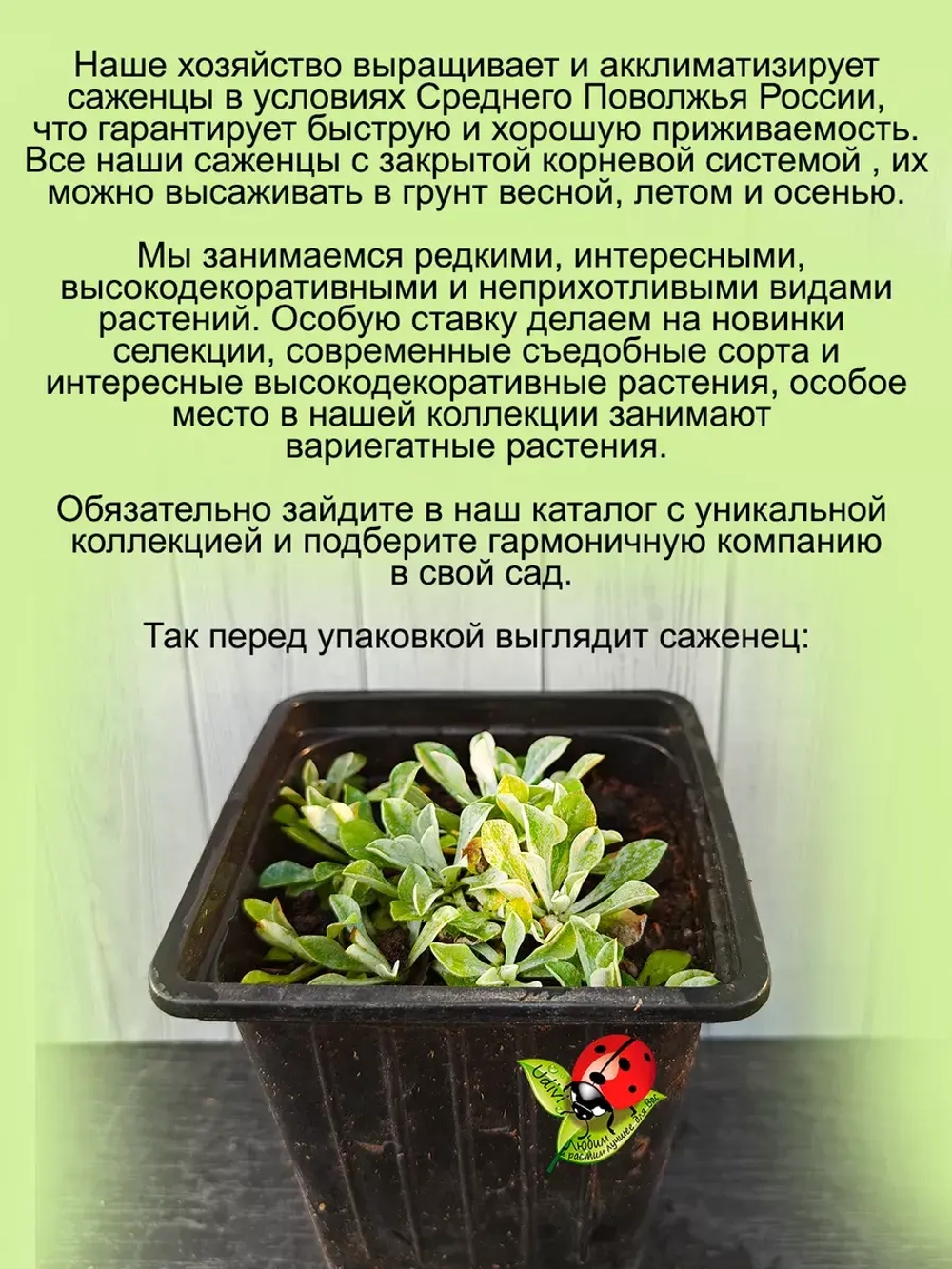 Антенария Кошачья лапка белая многолетник