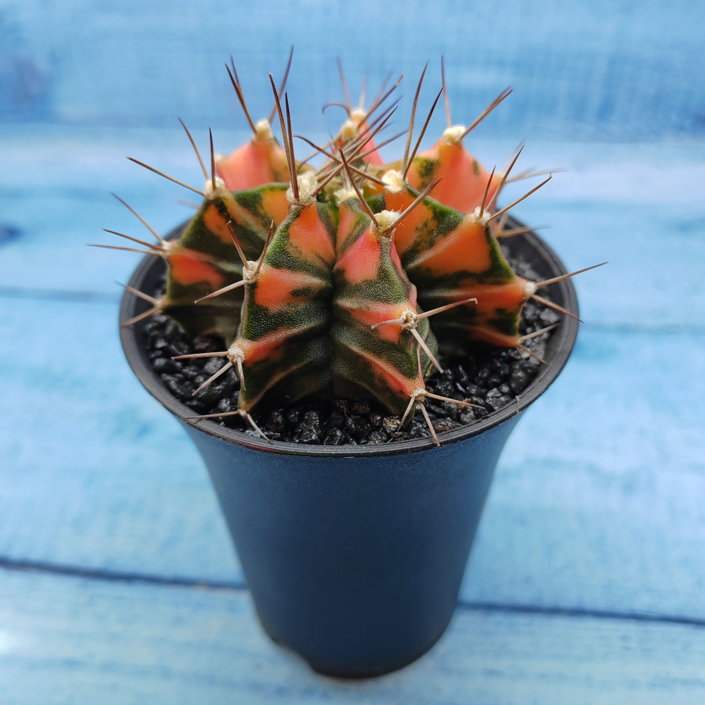 Gymnocalycium Variegata (Гимнокалициум Вариегатный)