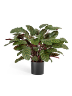 Калатея крупнолистная зелёно-бордовая в горшке