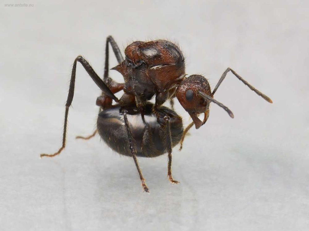 Myrmicaria Natalensis