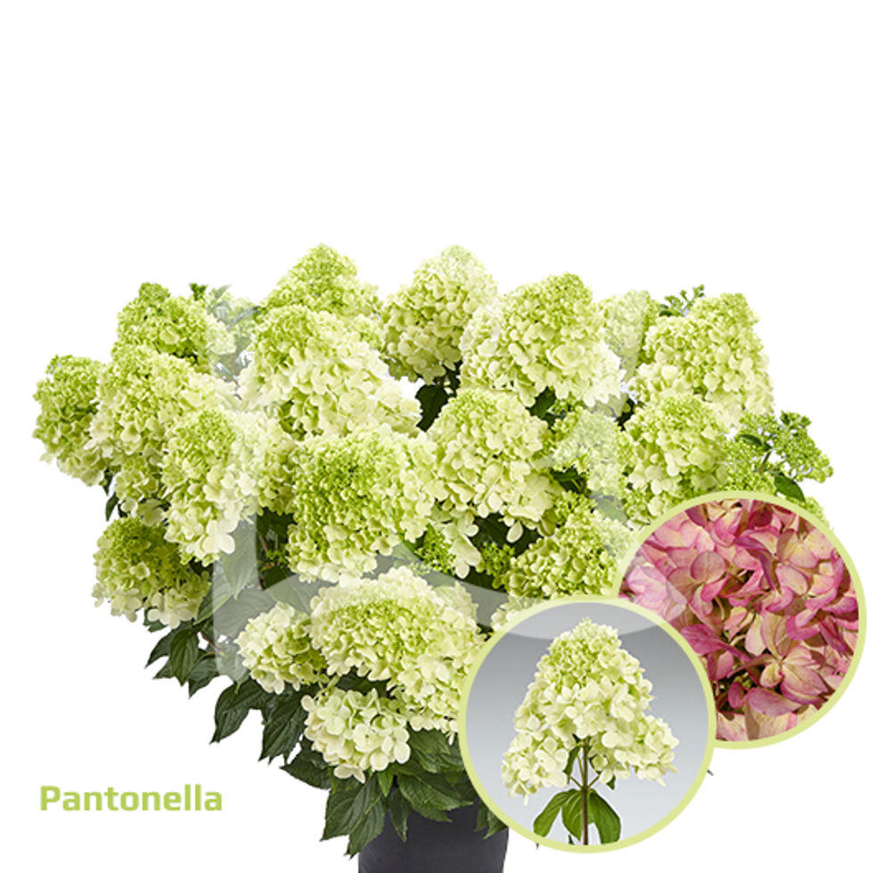 Гортензия метельчатая «Пантонелла» (Pantonella) Р7