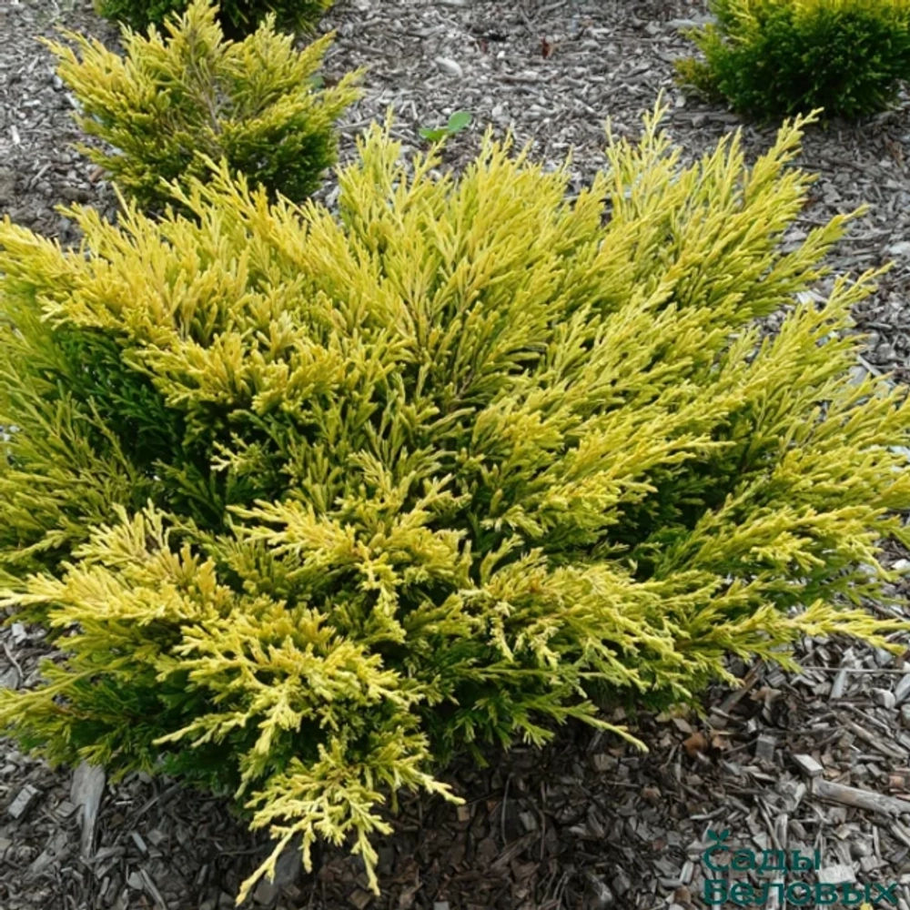 Можжевельник горизонтальный Лайм Глоу (Juniperus horizontalis Lime Glow) р9 август 2026 г