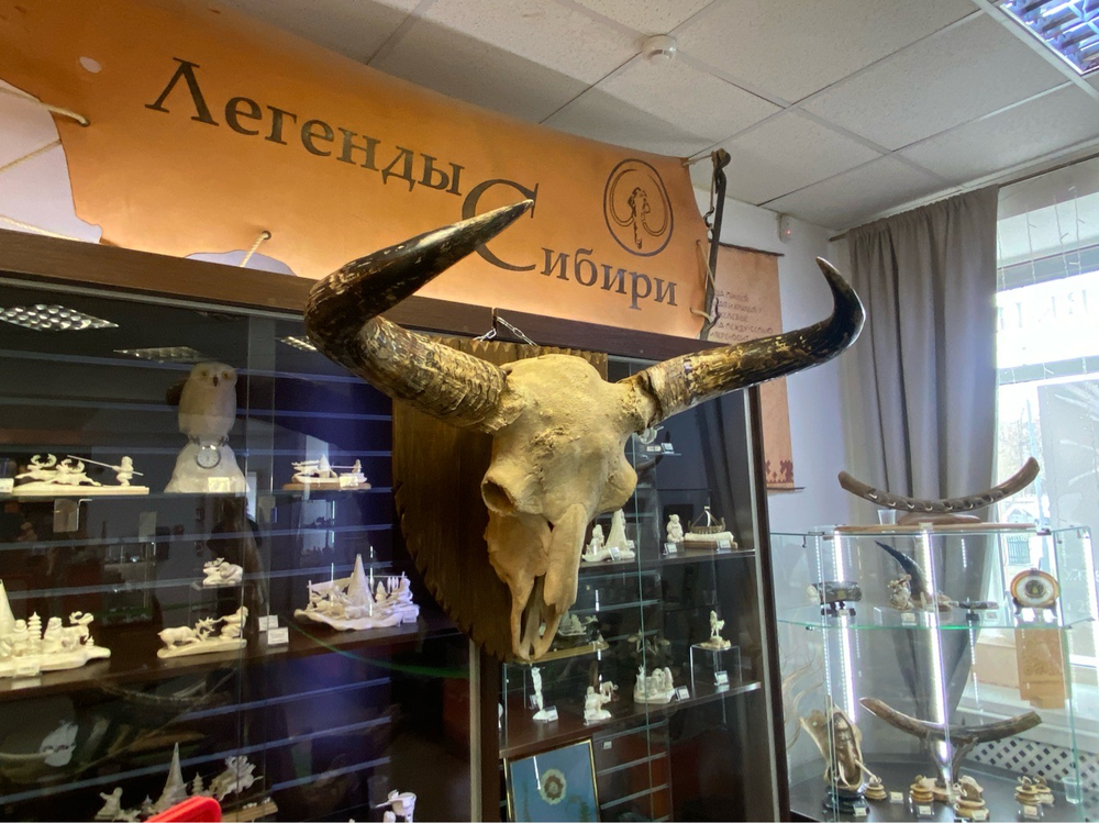 Череп ископаемого бизона