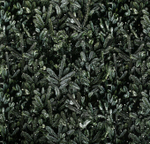 Фотофон рулонный "Ель" 70х100 см