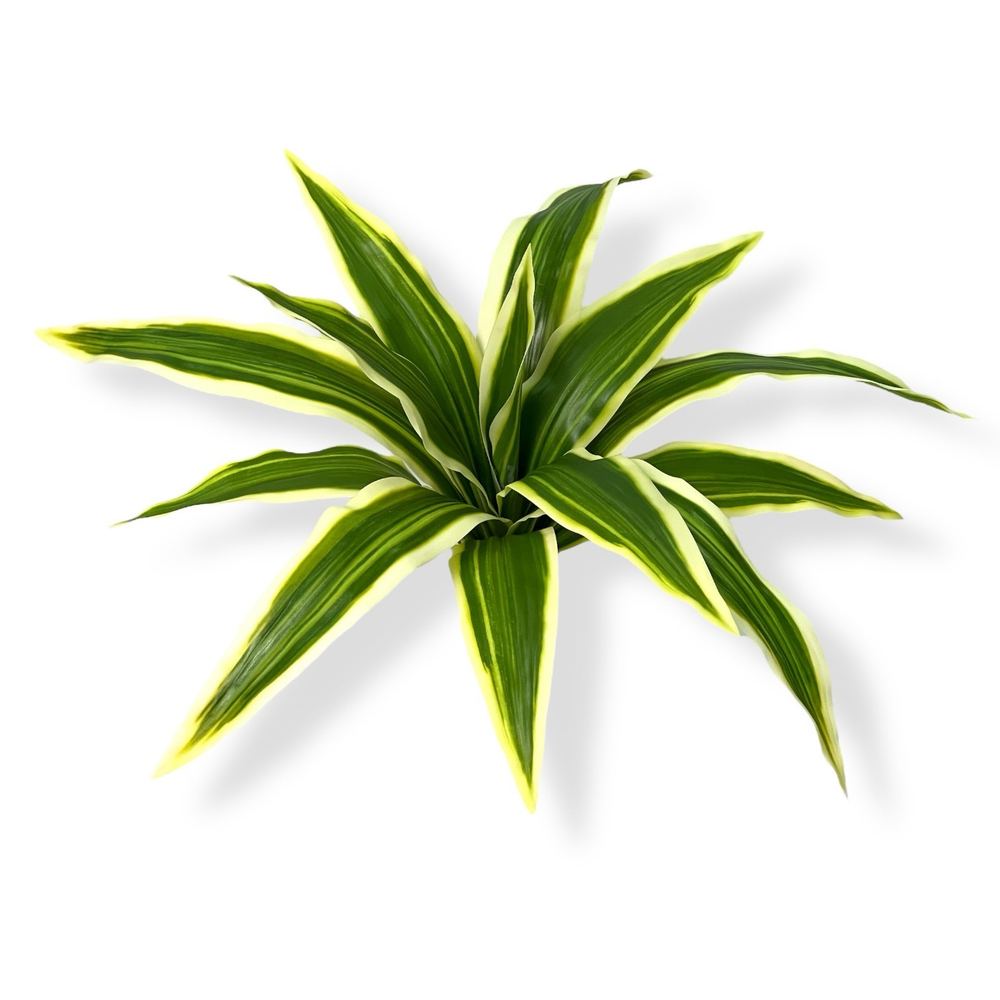 Драцена бело-зеленый куст малый