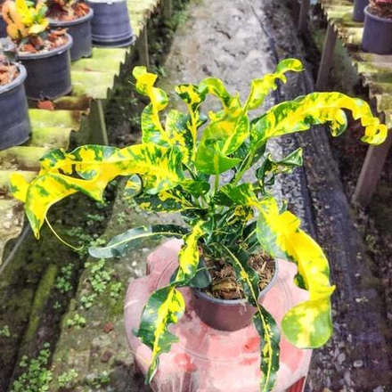 Кротон THONG TAWEE CHOK