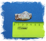 Арка Навикуларис