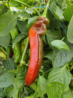 Веридор F1 семена перца ( Yuksel Tohum / )