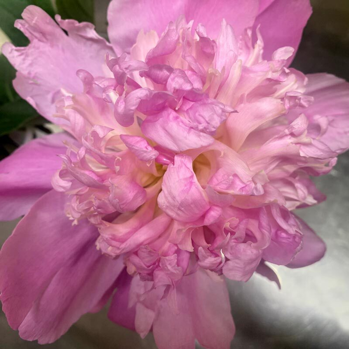 🌸♛ Месье Жюль Эли (Monsieur Jules Elie) — букет ароматных пионов — 8 марта у Феи