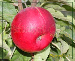 Яблоня Триумф ( колоновидная)
