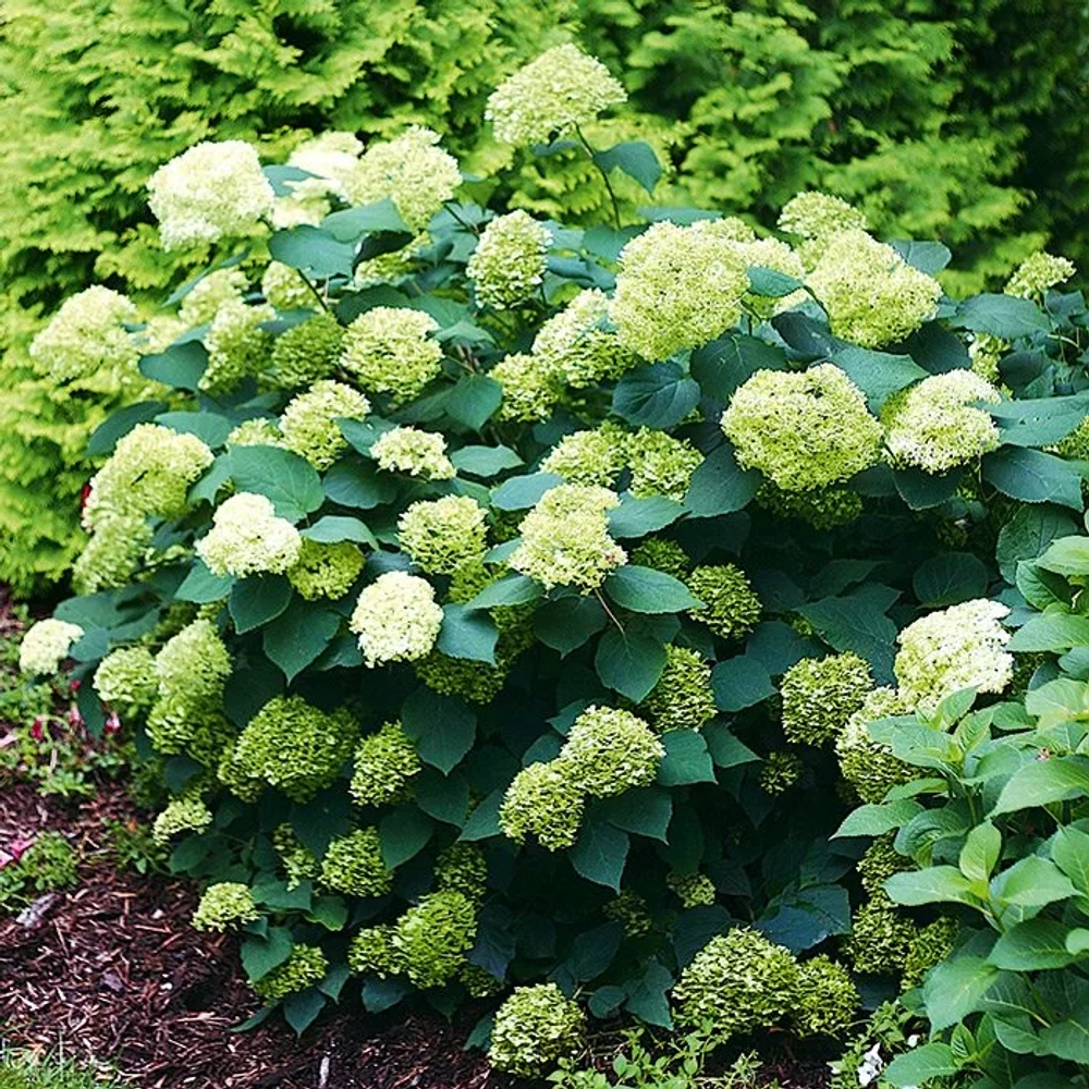 Гортензия древовидная Лайм Рики (3/5 веток) Закупка М59 апрель 2026