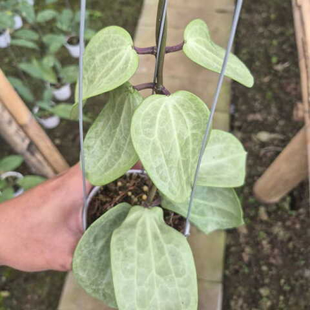 Хойя LATIFOLIA FILLEA