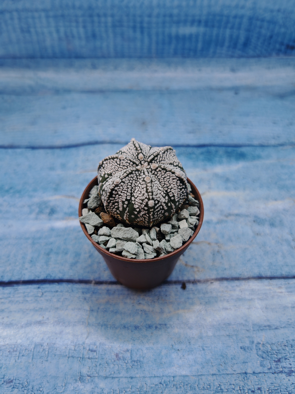 Astrophytum Asterias "Super Kabuto" (Астрофитум)