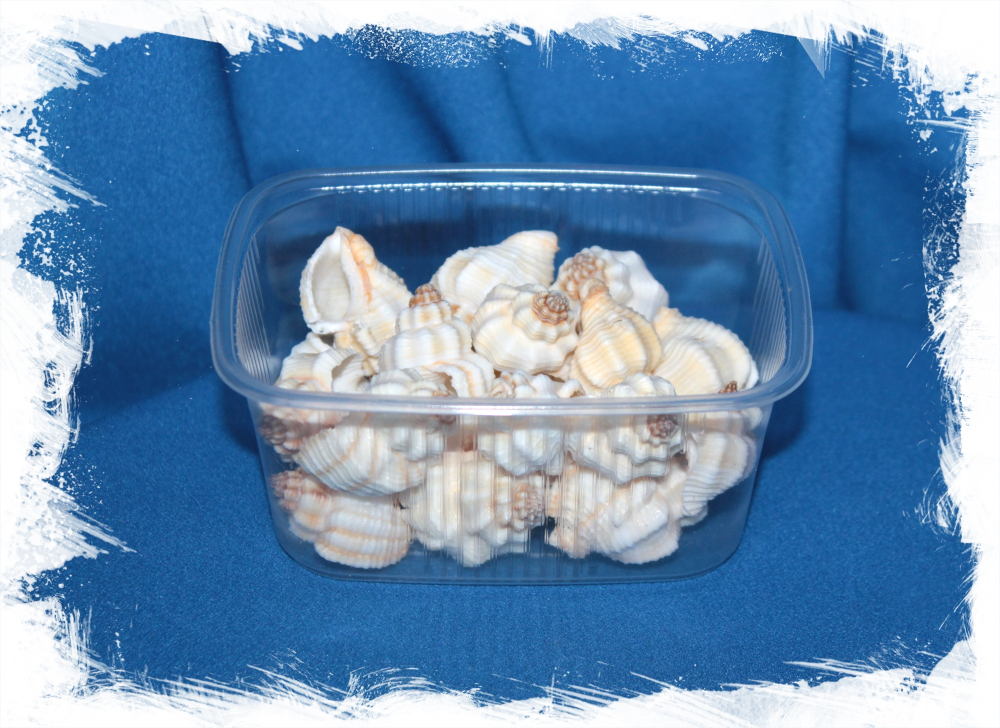 Канварус транкубарикус