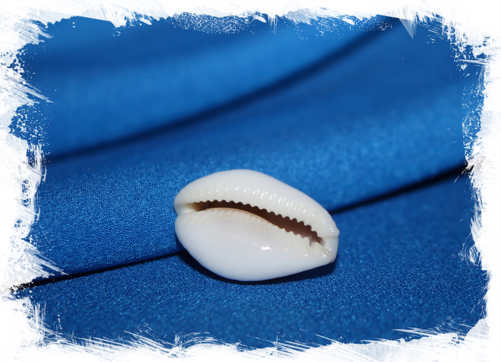 Ципрея бойвини (Erosaria boivinii)