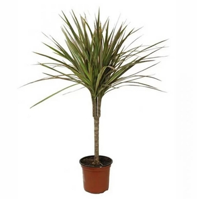 Драцена окаймленная (Маргината)