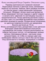Флокс шиловидный Канди Страйп многолетний