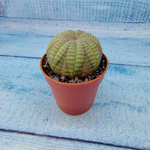 Euphoria Obesa (Эуфорбия)
