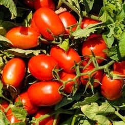 АДВАНС F1 семена томата (Nunhems | Alexagro)