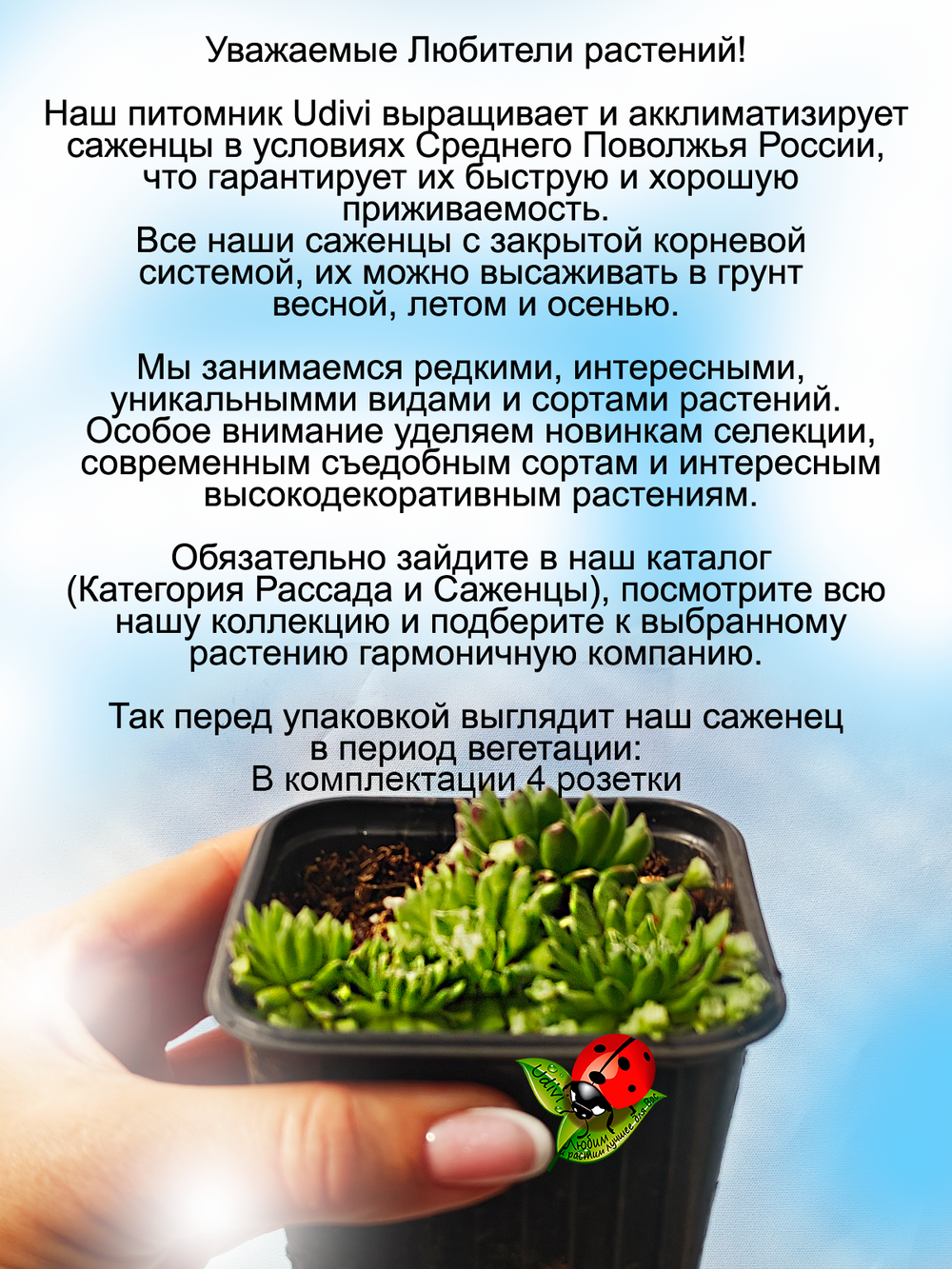 Молодило Паутинистое каменная роза многолетник