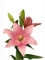 Лилия Пигаль (ЛА – гибрид)