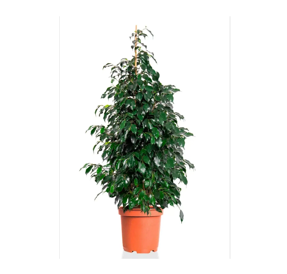 Фикус Бенджамина