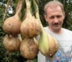 Как вырастить лук Эксибишен?